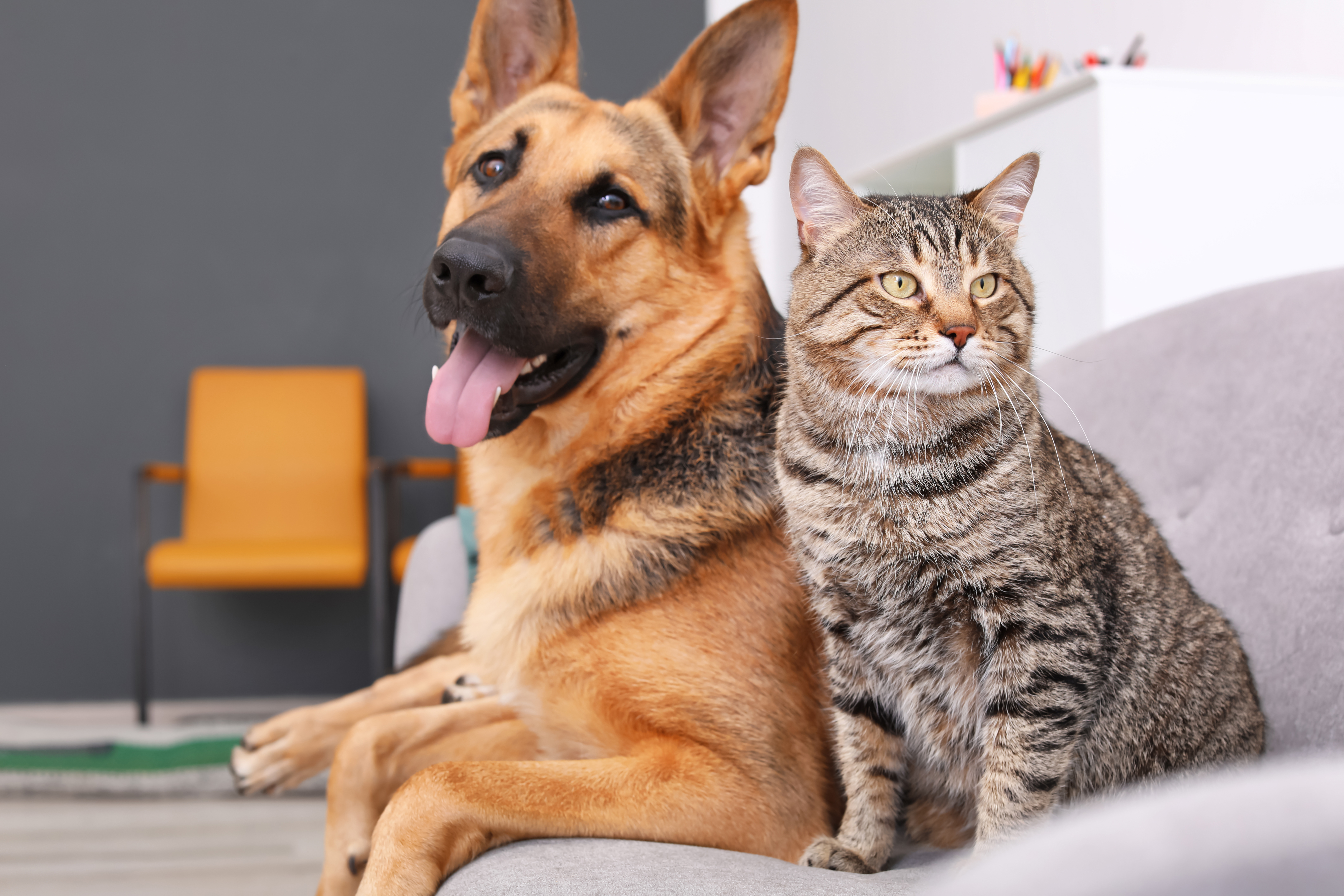 <p>La Ville est fière d’accueillir les animaux de compagnie de nombreuses familles. Deux parcs canins sont d'ailleurs mis à la disposition des citoyens pour permettre à leur chien de s'amuser librement. À Candiac, la licence est obligatoire pour tous les chiens, les chats et les micro-cochons.</p>
<p>Tout savoir sur les <a href="http://199.115.124.215/animaux" target="_blank" rel="noopener">animaux</a>.</p>