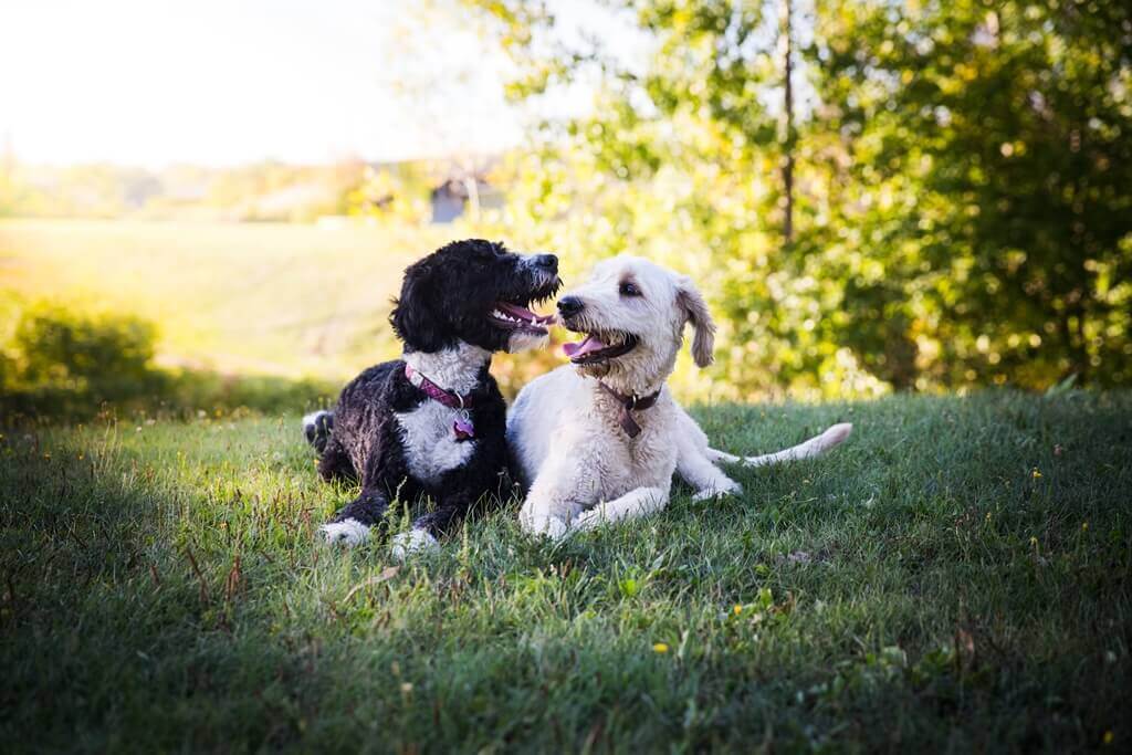 <p>À Candiac, il est permis de promener son chien en laisse dans 14 des 16 parcs. Seuls le parc de la nature de Strasbourg et le Sentier de la Rivière-de-la-tortue sont assujettis à une réglementation particulière en raison des sentiers de bois sur pilotis, de la largeur et de l'entretien de ceux-ci ainsi que pour des enjeux de sécurité et de salubrité. Les chiens ne sont pas autorisés dans ces deux parcs. </p>